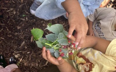 Rosemary Class 1 Enjoys Autumn Harvest and Garden Exploration