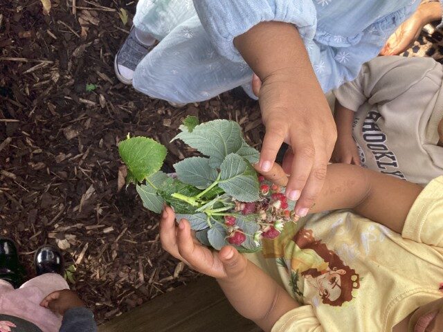 Rosemary Class 1 Enjoys Autumn Harvest and Garden Exploration