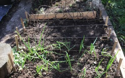 Planting Progress at The Limes Nursery School