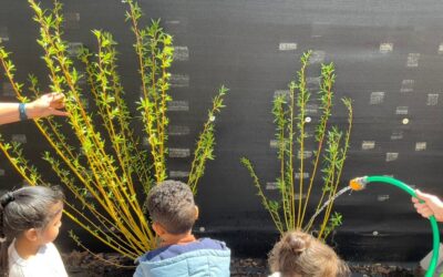 A Week of Nature and Discovery in Rosemary Class 1