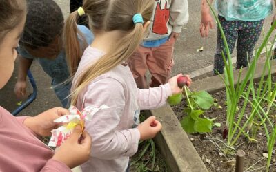 Our First Harvest! Radishes Are Ready at The Limes Allotment