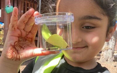 Bug Hunting and Caring for Caterpillars in Class 1!