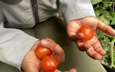 Sunshine, Harvests and New Beginnings at Rosemary Nursery School